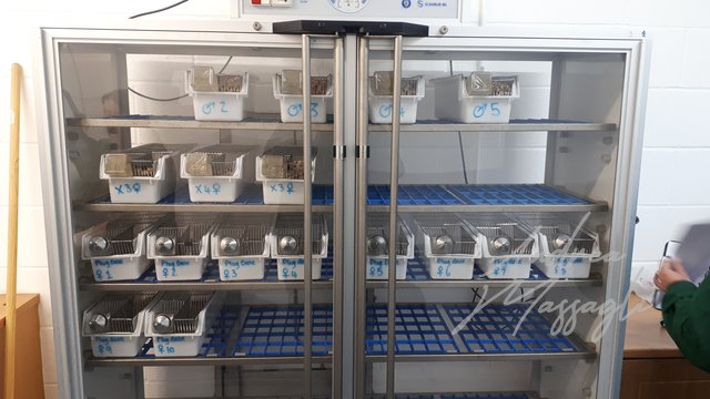 Allevamento popolazione topi; allevamento breeding incubator incubatore incubatrice mouse progetto project research ricerca topi