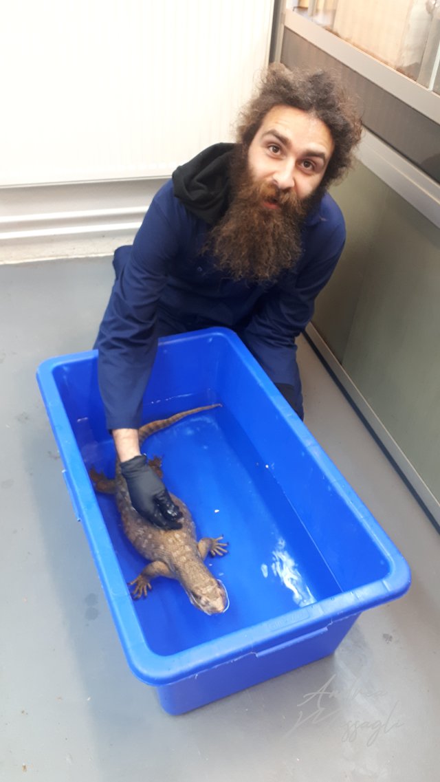 Gestione di un varano; allevatore Andrea animal bagno bath keeper lizard Massagli monitor moulting muta ritratto varano