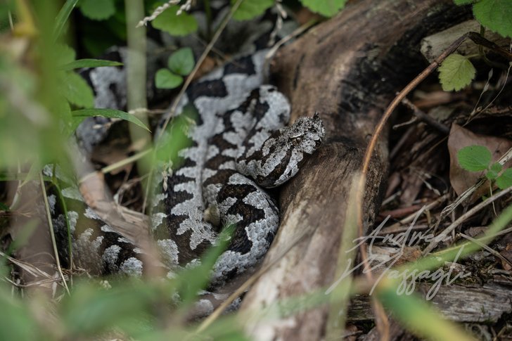Vipera ammodytes; adder ammodytes bosnia corno monitoring reptiles snake vipera woodland