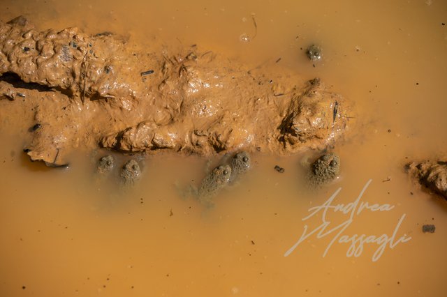 bombine in fango; amphibians bombina bosnia brown frogs herpetology pachypus pond pozzanghera rane water